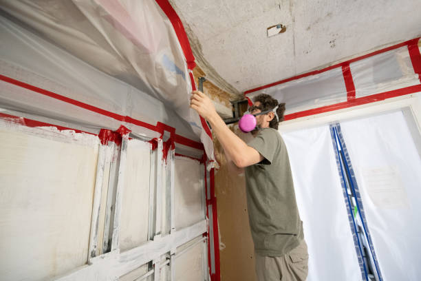 Best Black Mold Removal  in Braham, MN