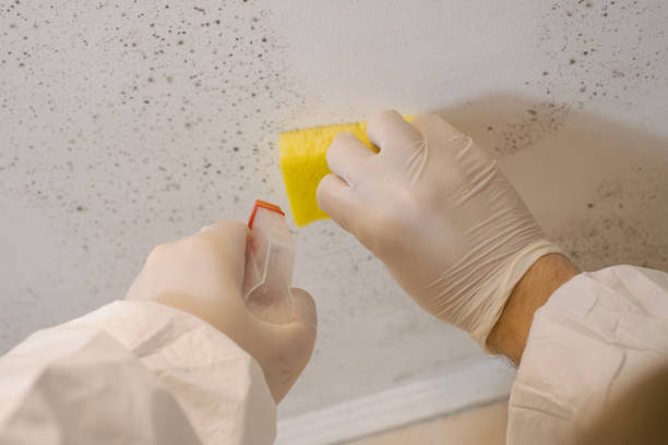 Best Airborne Mold Testing  in Braham, MN