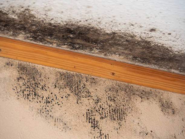 Best Mold Removal for HVAC Installations  in Braham, MN