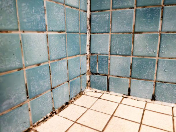 Best Mold-Related Health Consultation  in Braham, MN