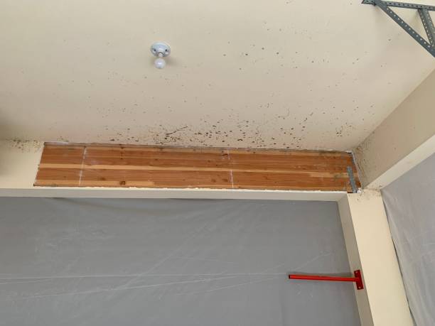Reliable Braham, MN Mold Removal Solutions