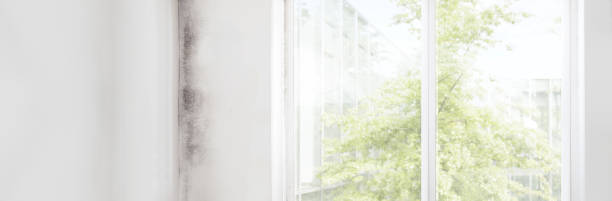 Best Biohazard Mold Removal  in Braham, MN