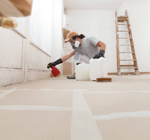 Best Attic Mold Removal  in Braham, MN
