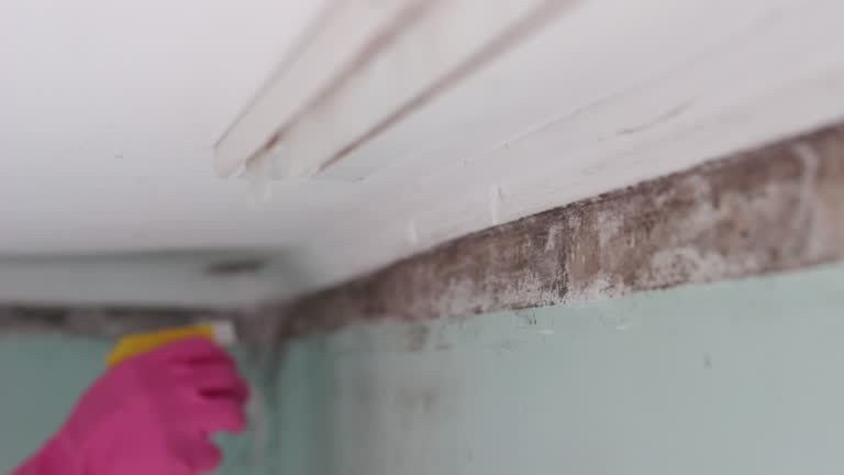 Best HVAC Mold Inspection and Cleaning  in Braham, MN